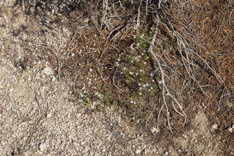 King's sandwort photo 7
