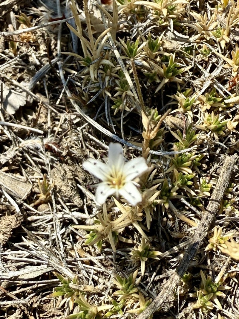 King's sandwort photo 8