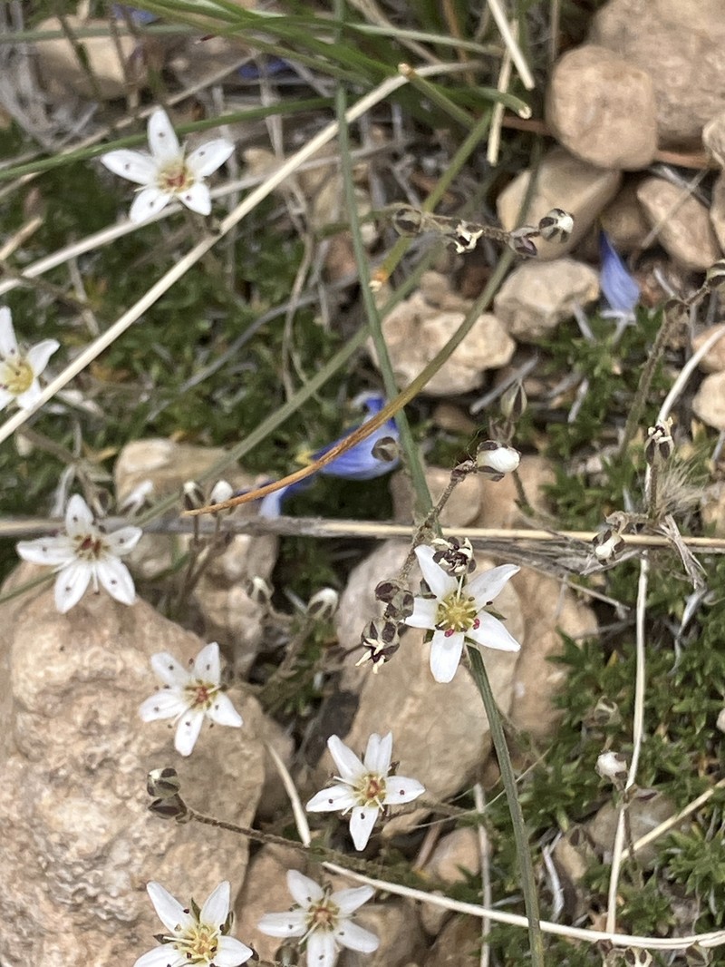 Eremogone kingii var. compacta photo 2