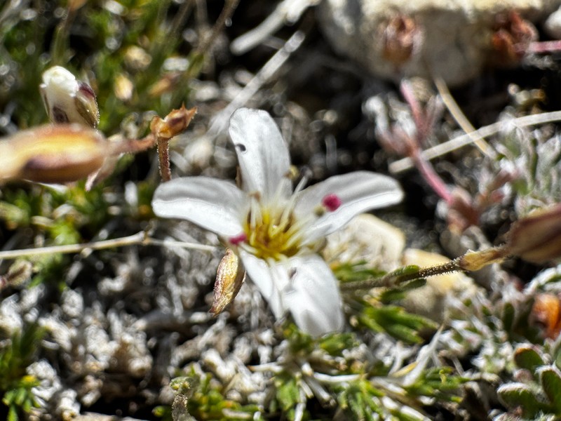 Eremogone kingii var. compacta photo 3