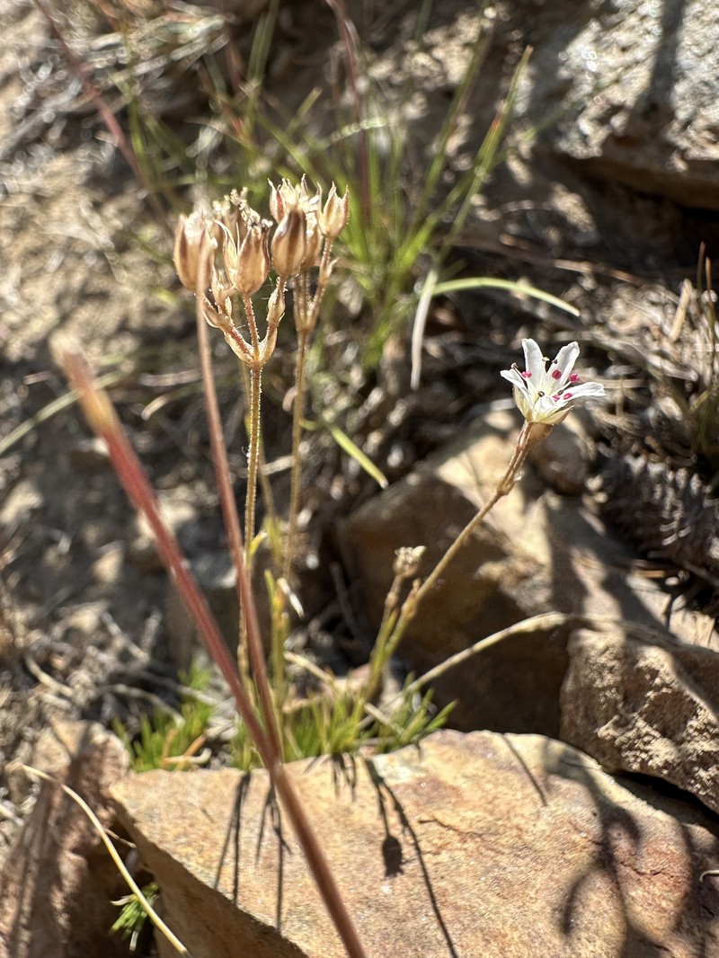 Eremogone kingii var. compacta photo 4