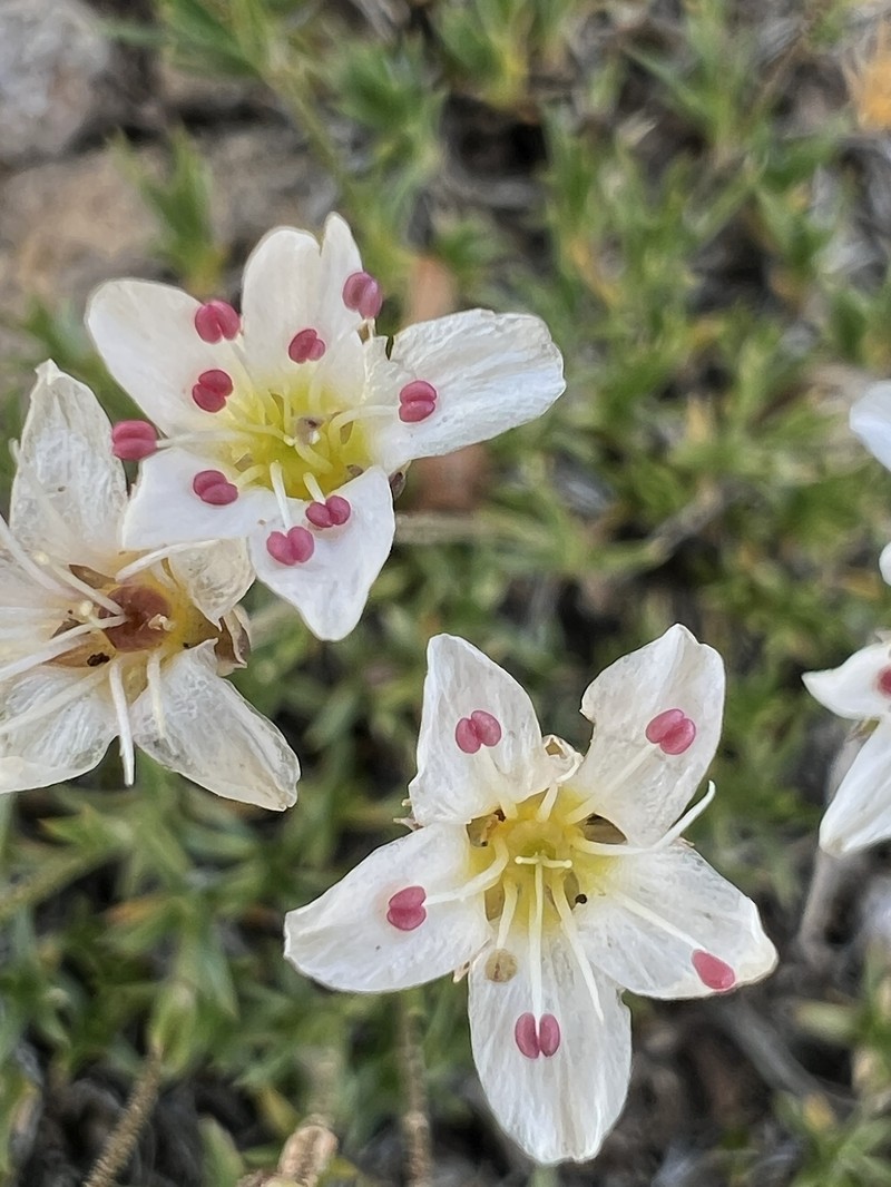Eremogone kingii var. compacta photo 5