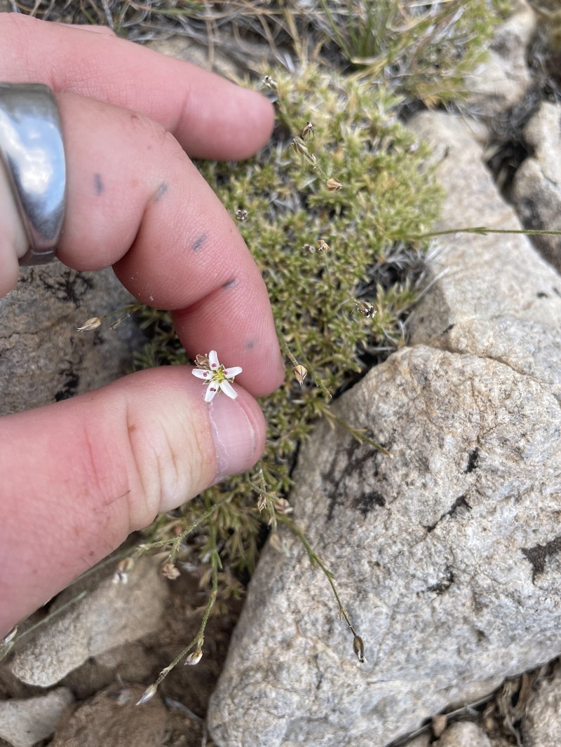 Eremogone kingii var. compacta photo 6