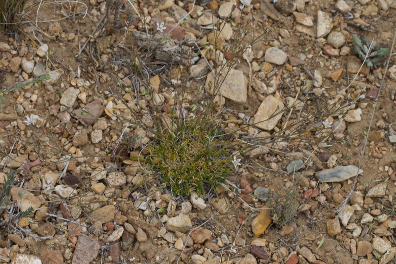 Eremogone kingii var. compacta photo 8