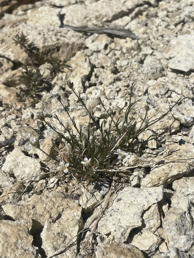 Eremogone kingii var. glabrescens