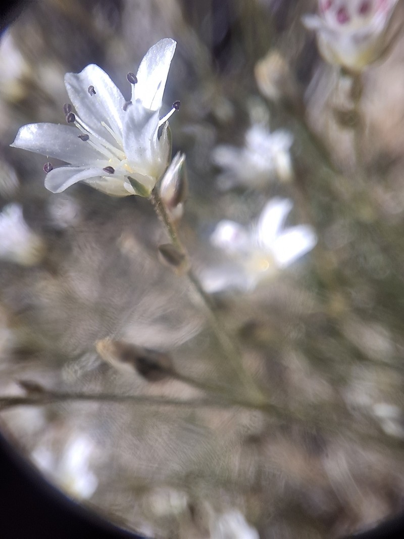 Eremogone kingii var. glabrescens photo 2