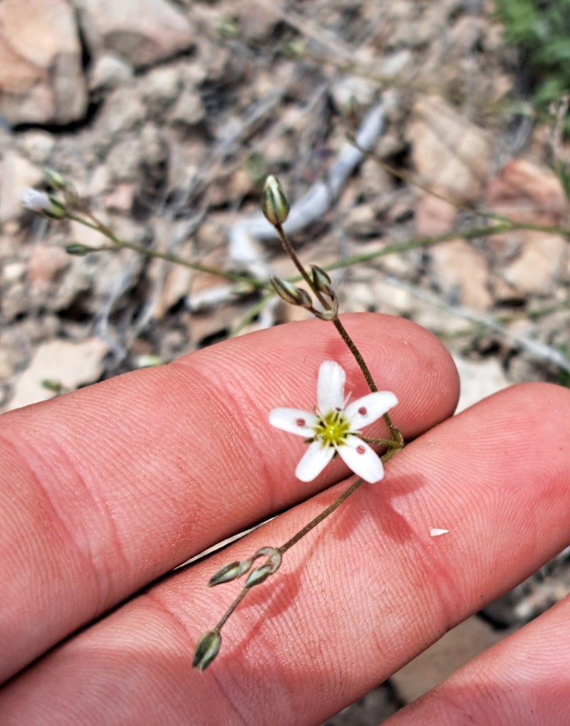 Eremogone kingii var. glabrescens photo 3