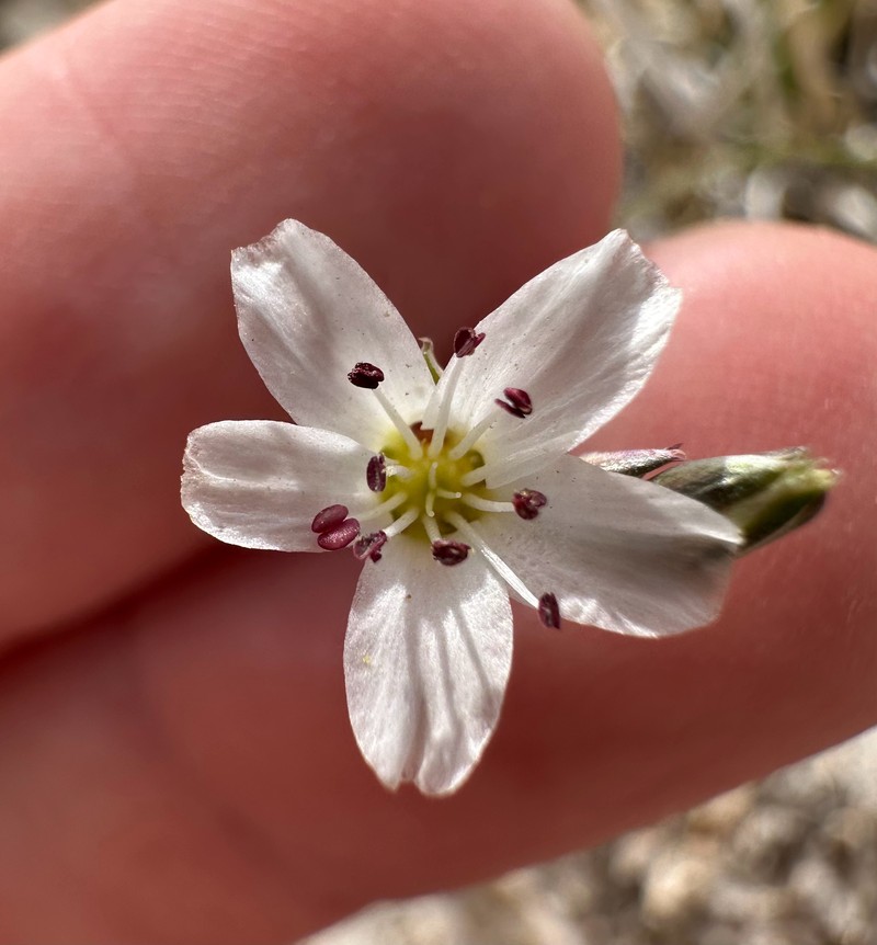 Eremogone kingii var. glabrescens photo 4