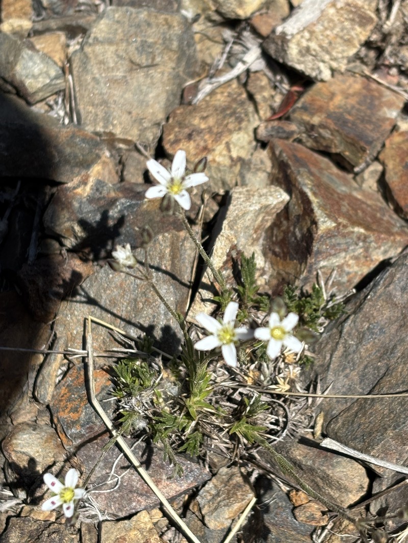 Eremogone kingii var. glabrescens photo 5