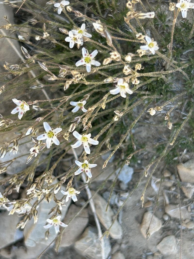 Eremogone kingii var. glabrescens photo 6