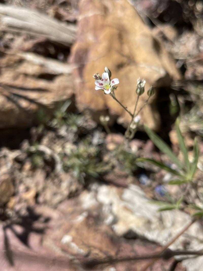 Eremogone kingii var. glabrescens photo 7