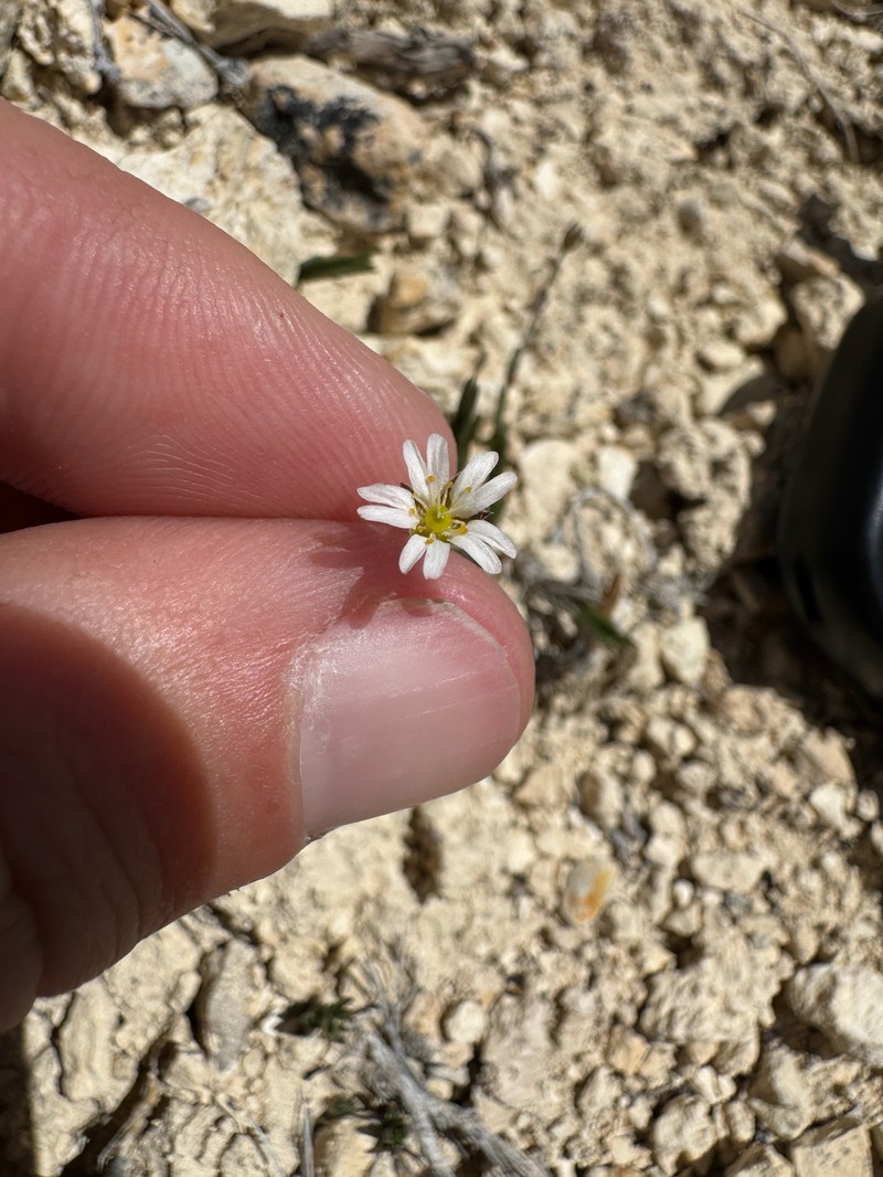 Eremogone kingii var. kingii