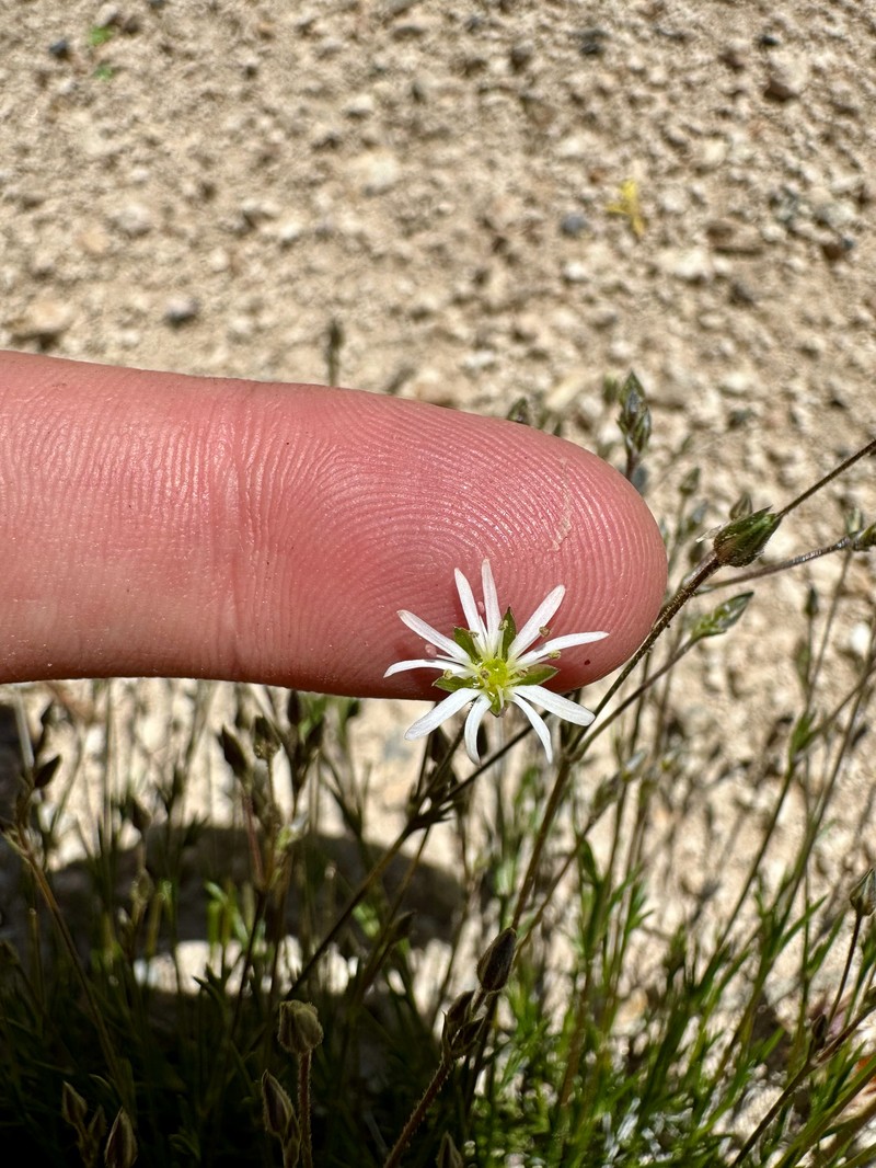 Eremogone kingii var. kingii photo 2