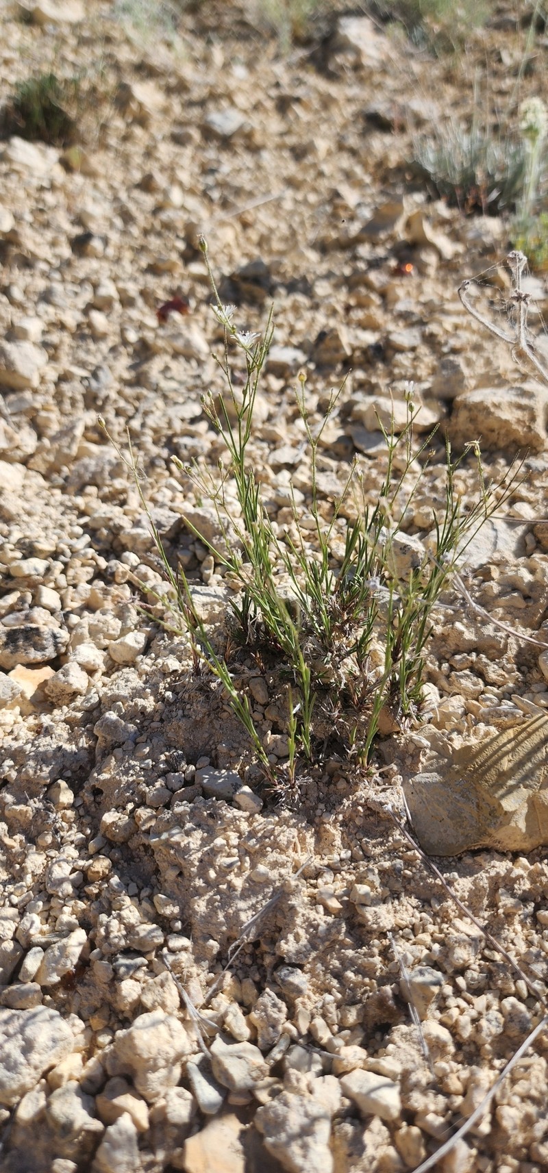 Eremogone kingii var. kingii photo 4