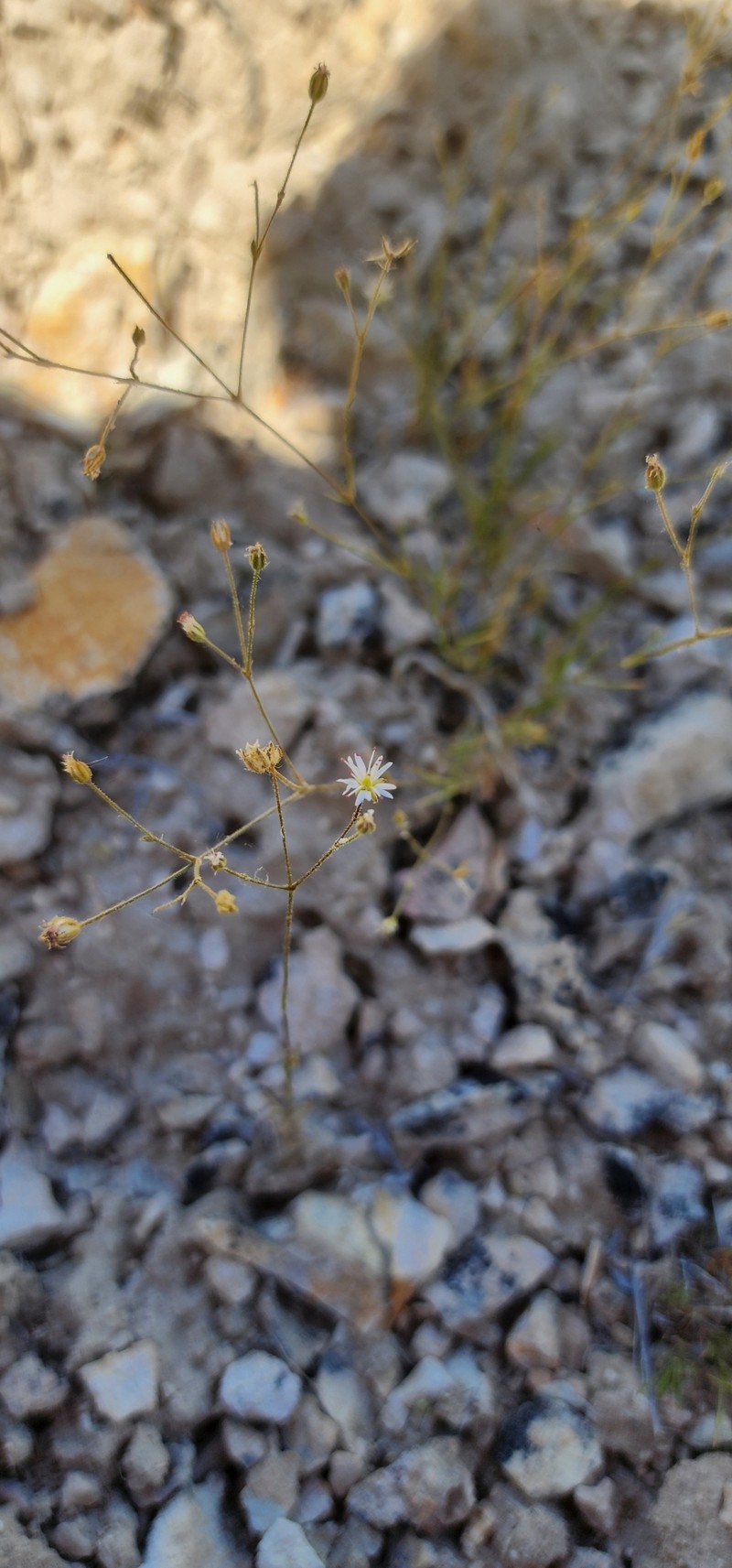 Eremogone kingii var. kingii photo 5