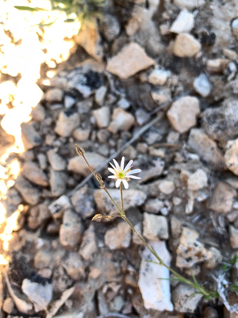 Eremogone kingii var. kingii photo 6
