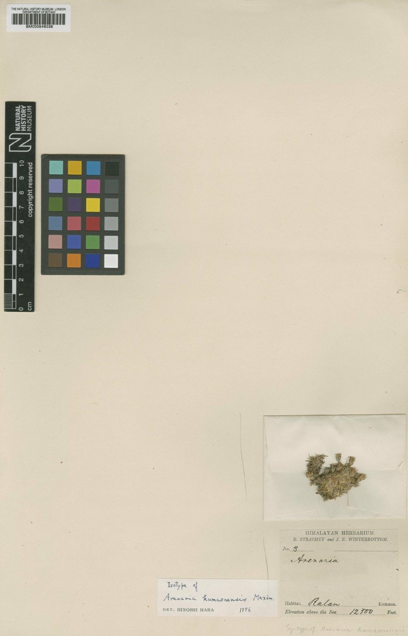 Eremogone kumaonensis