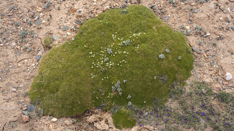 Eremogone lancangensis