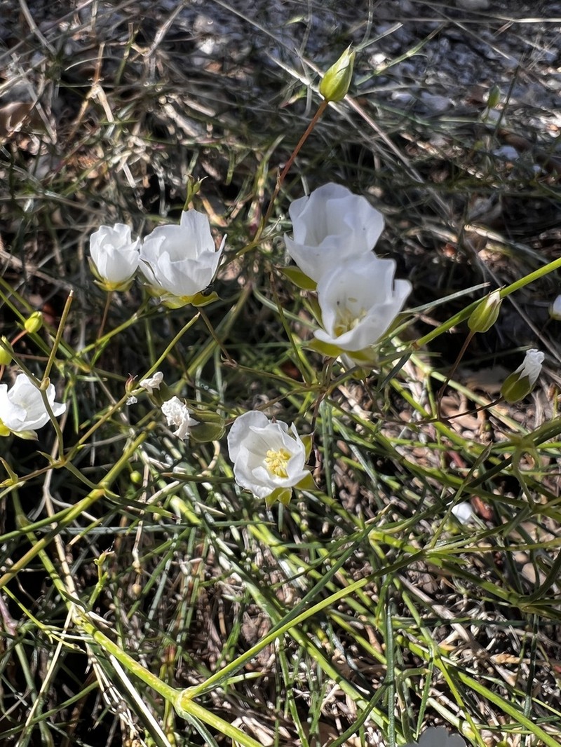 Mojave sandwort