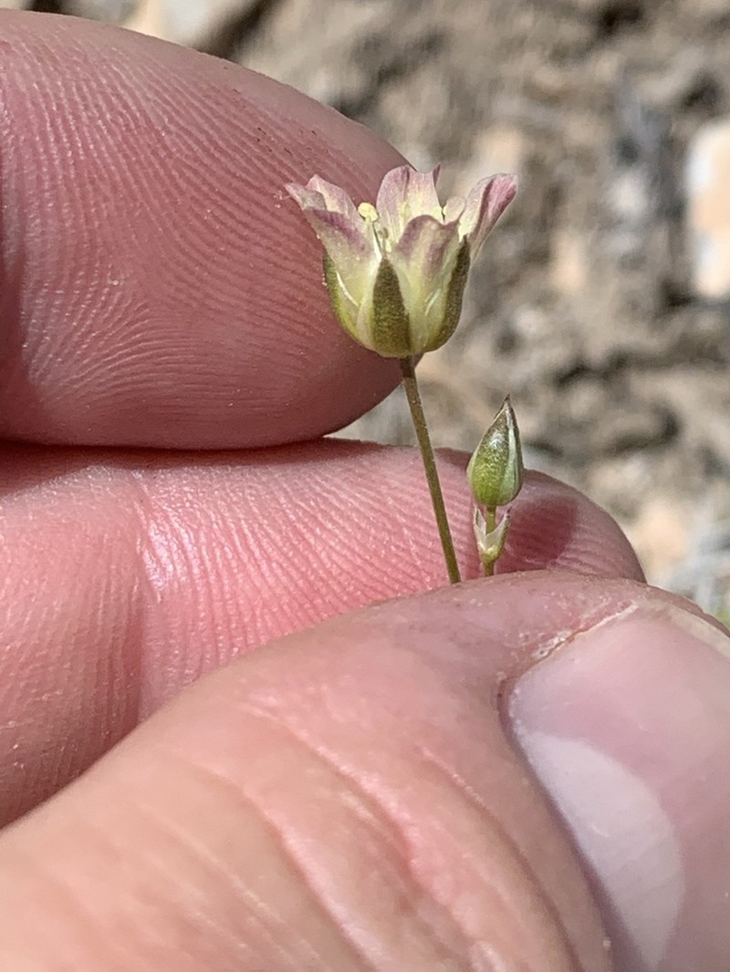 Mojave sandwort photo 2