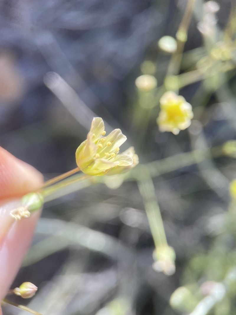 Mojave sandwort photo 3