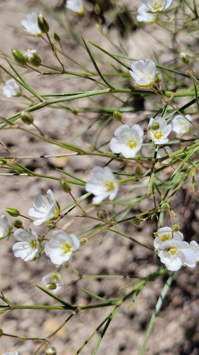Mojave sandwort photo 4
