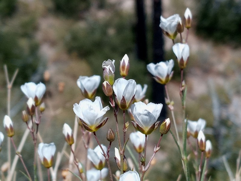 Mojave sandwort photo 5