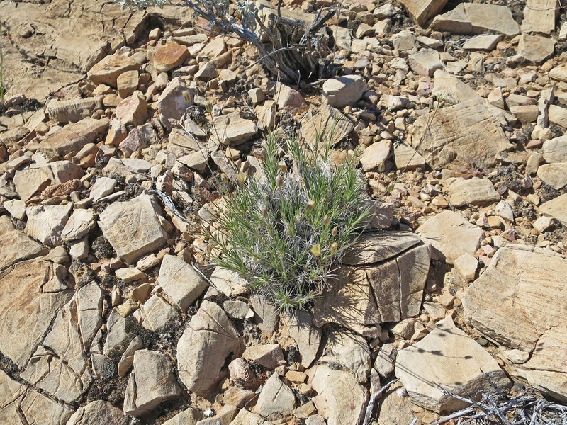 Mojave sandwort photo 6