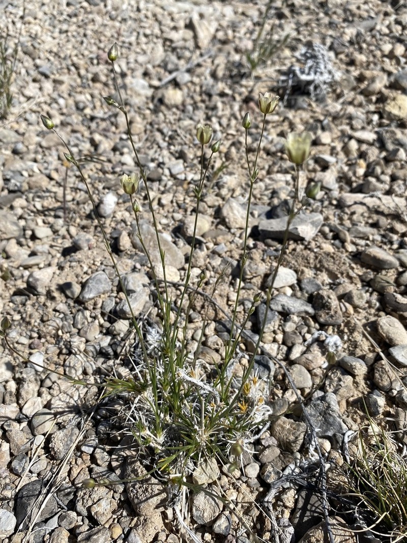 Mojave sandwort photo 7
