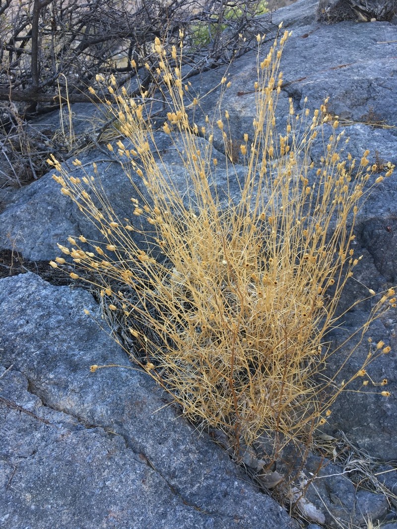 Mojave sandwort photo 8