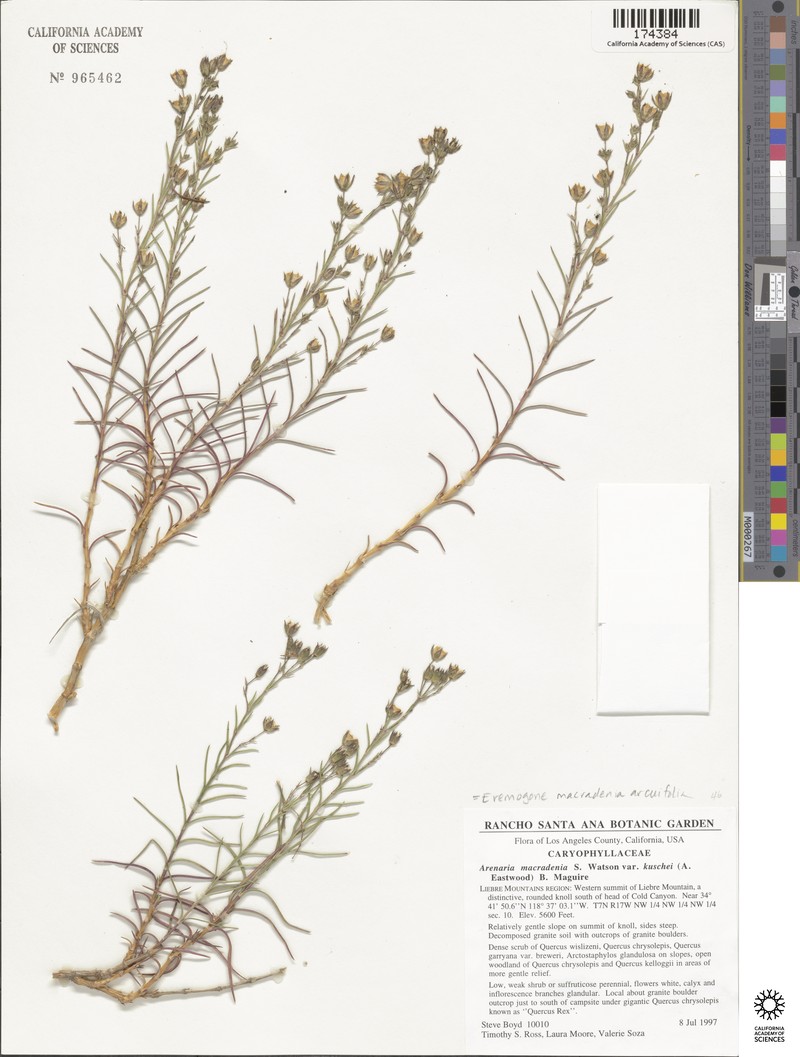 Eremogone macradenia var. arcuifolia