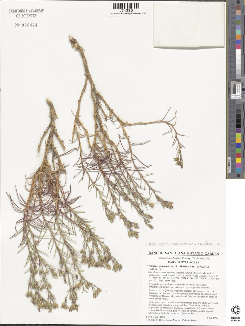 Eremogone macradenia var. arcuifolia photo 2