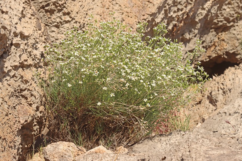 Eremogone macradenia var. macradenia