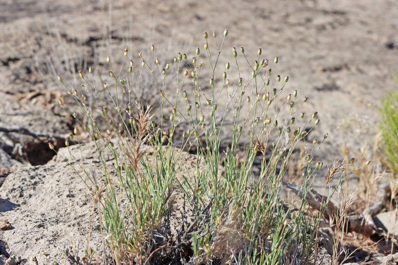 Eremogone macradenia var. macradenia photo 2