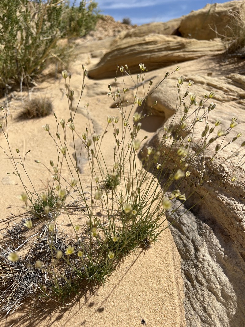 Eremogone macradenia var. macradenia photo 4