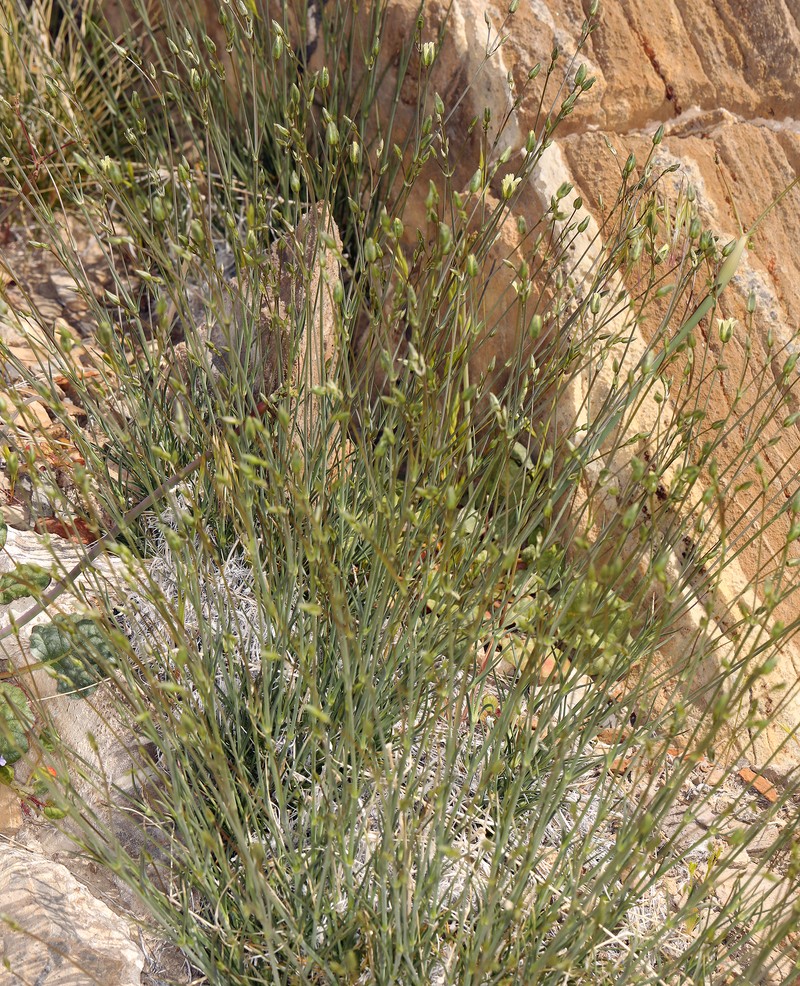 Eremogone macradenia var. macradenia photo 5