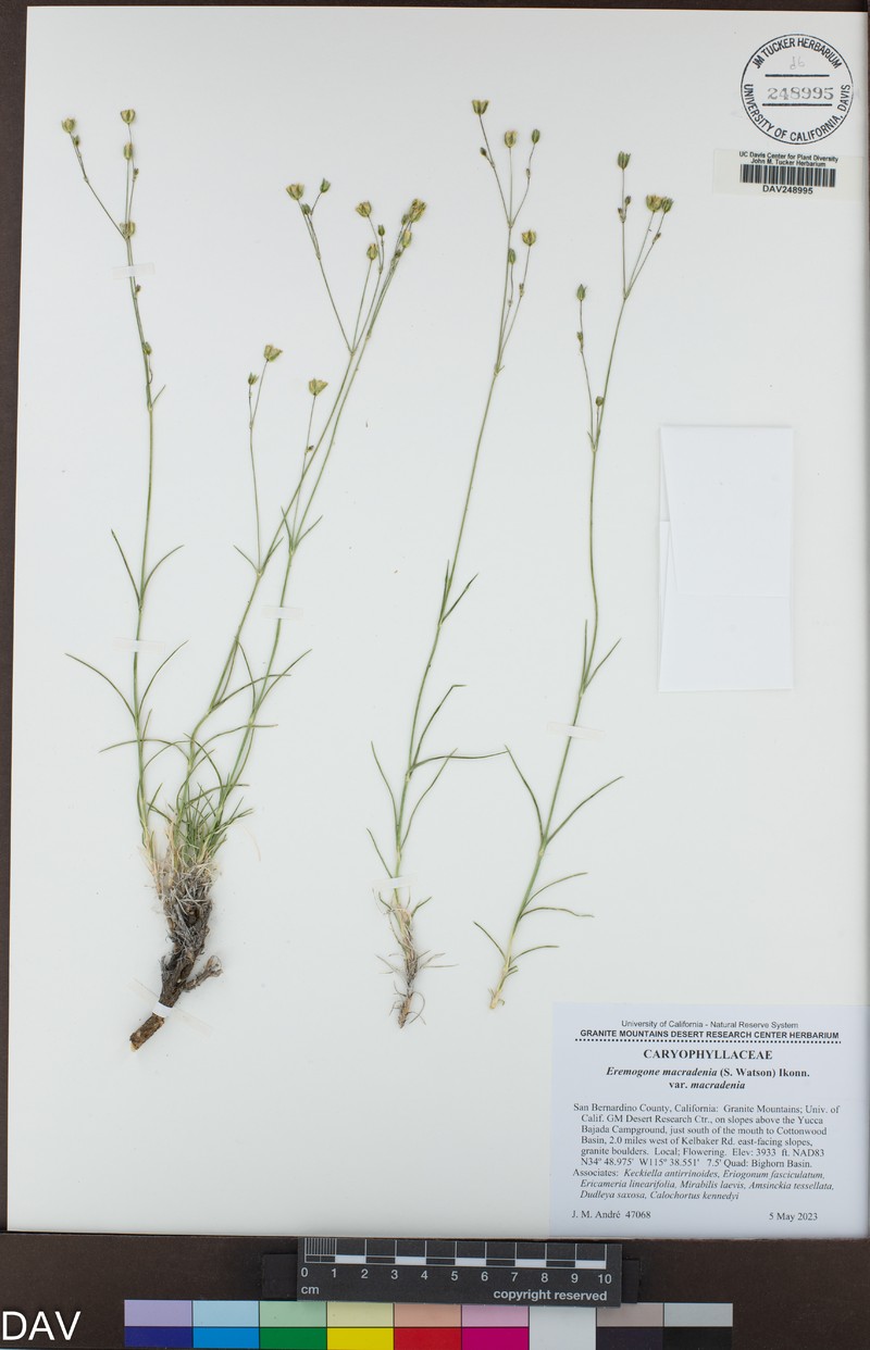 Eremogone macradenia var. macradenia photo 8