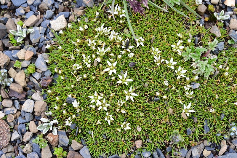 Eremogone pulvinata