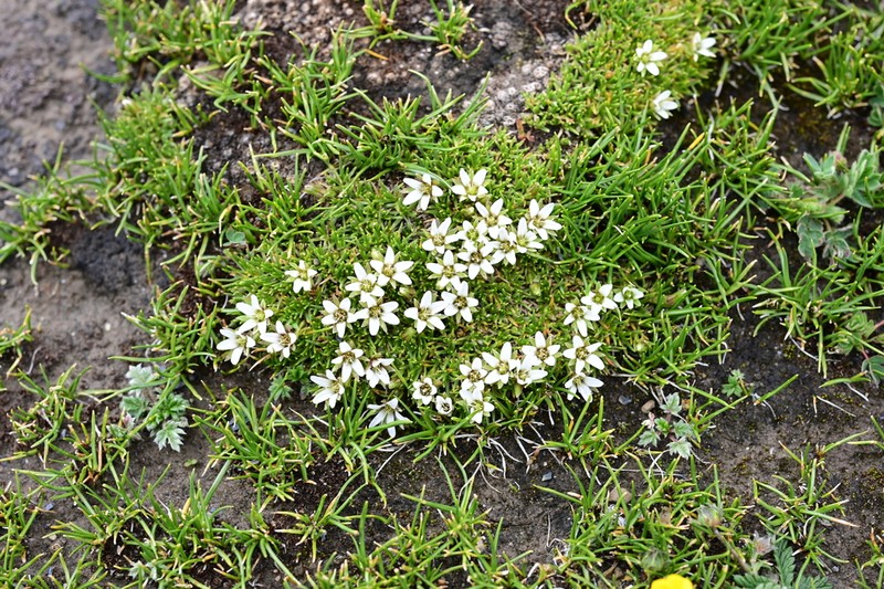 Eremogone pulvinata photo 2