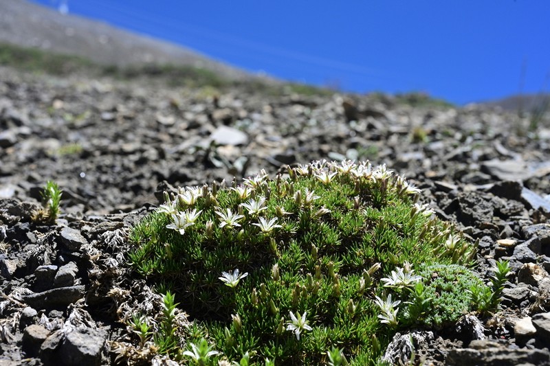 Eremogone pulvinata photo 3