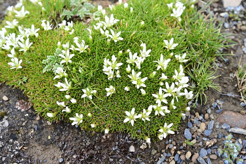 Eremogone pulvinata photo 5