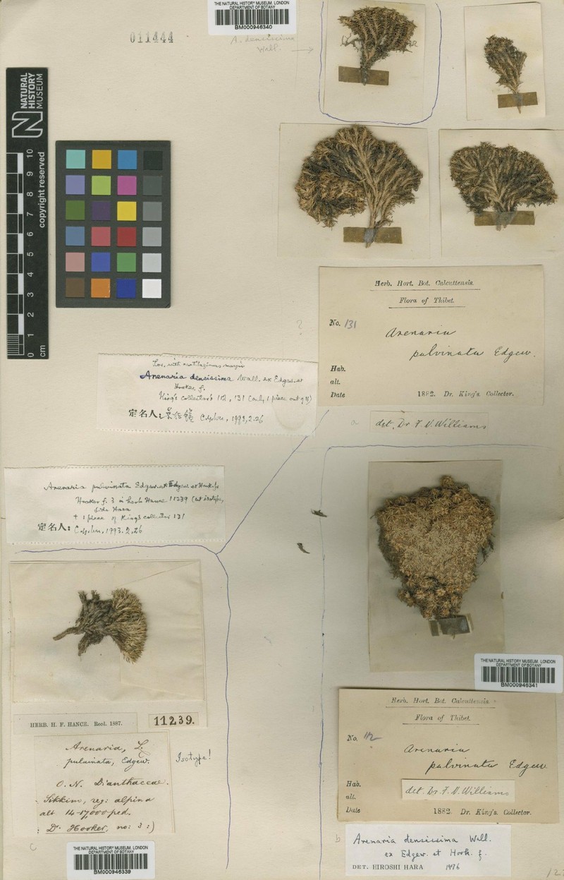 Eremogone pulvinata photo 7