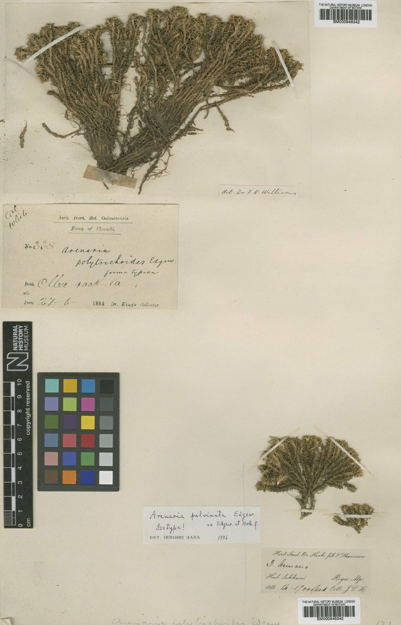 Eremogone pulvinata photo 8