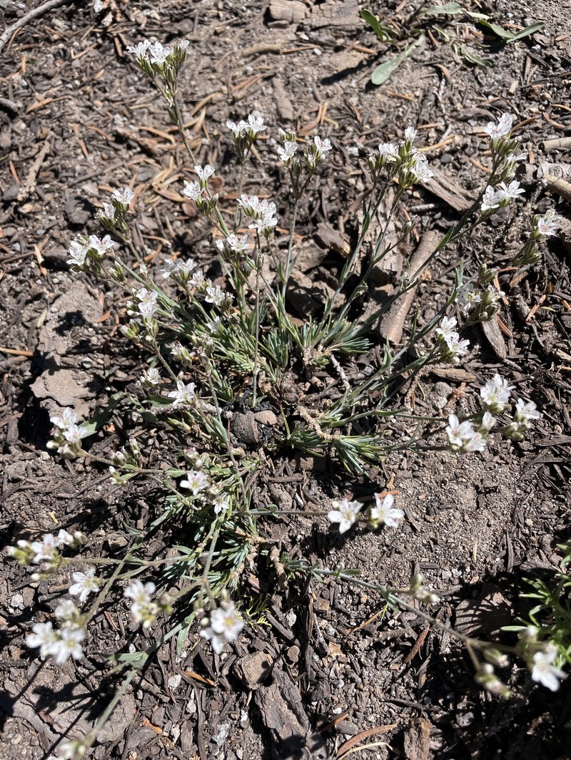 Crater Lake Sandwort