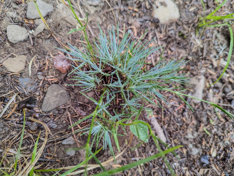 Crater Lake Sandwort