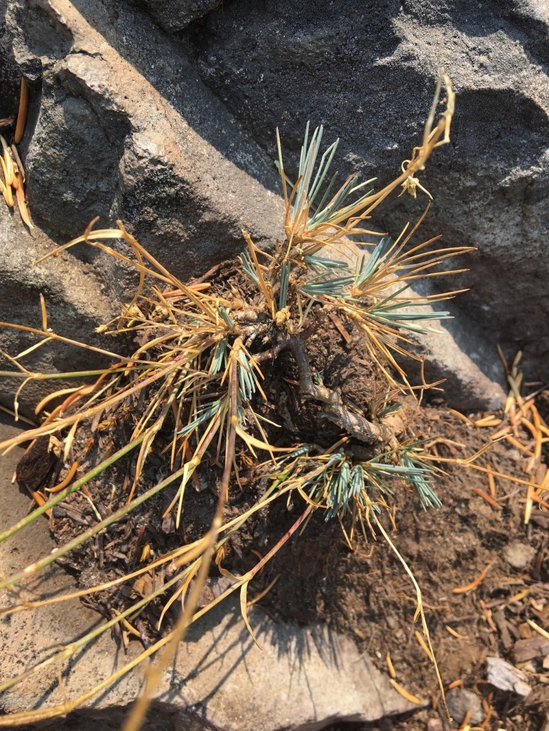 Crater Lake Sandwort photo 2