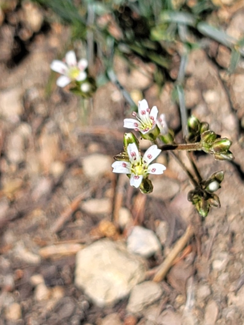 Crater Lake Sandwort photo 3