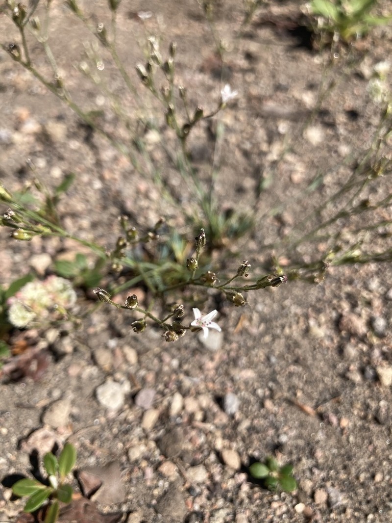 Crater Lake Sandwort photo 4