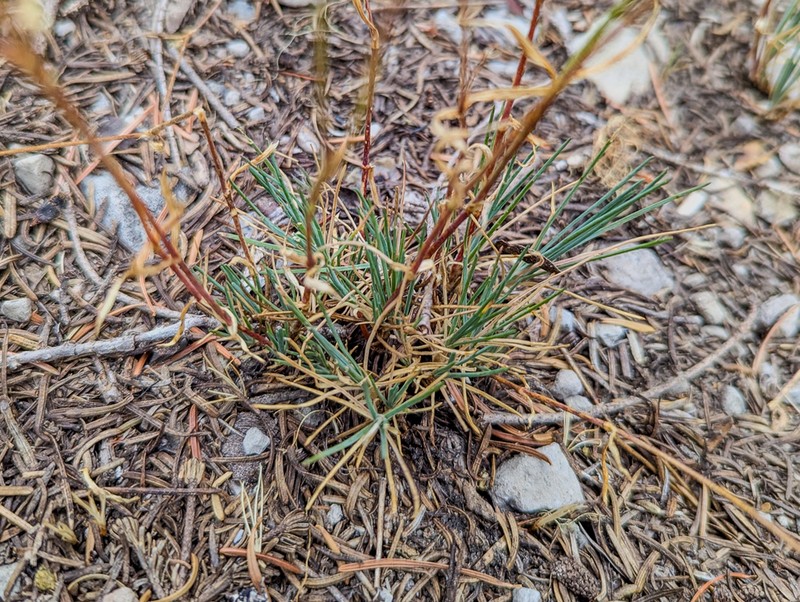 Crater Lake Sandwort photo 5