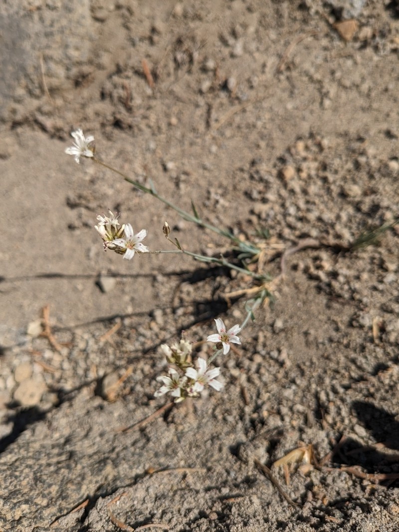 Crater Lake Sandwort photo 6